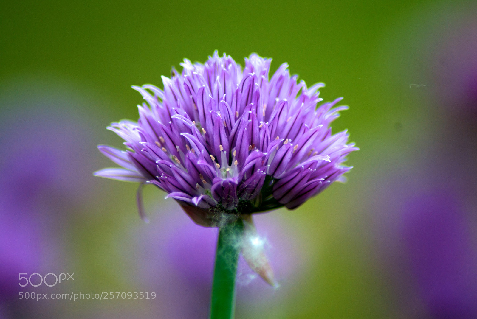 Nikon D60 sample photo. Version photography