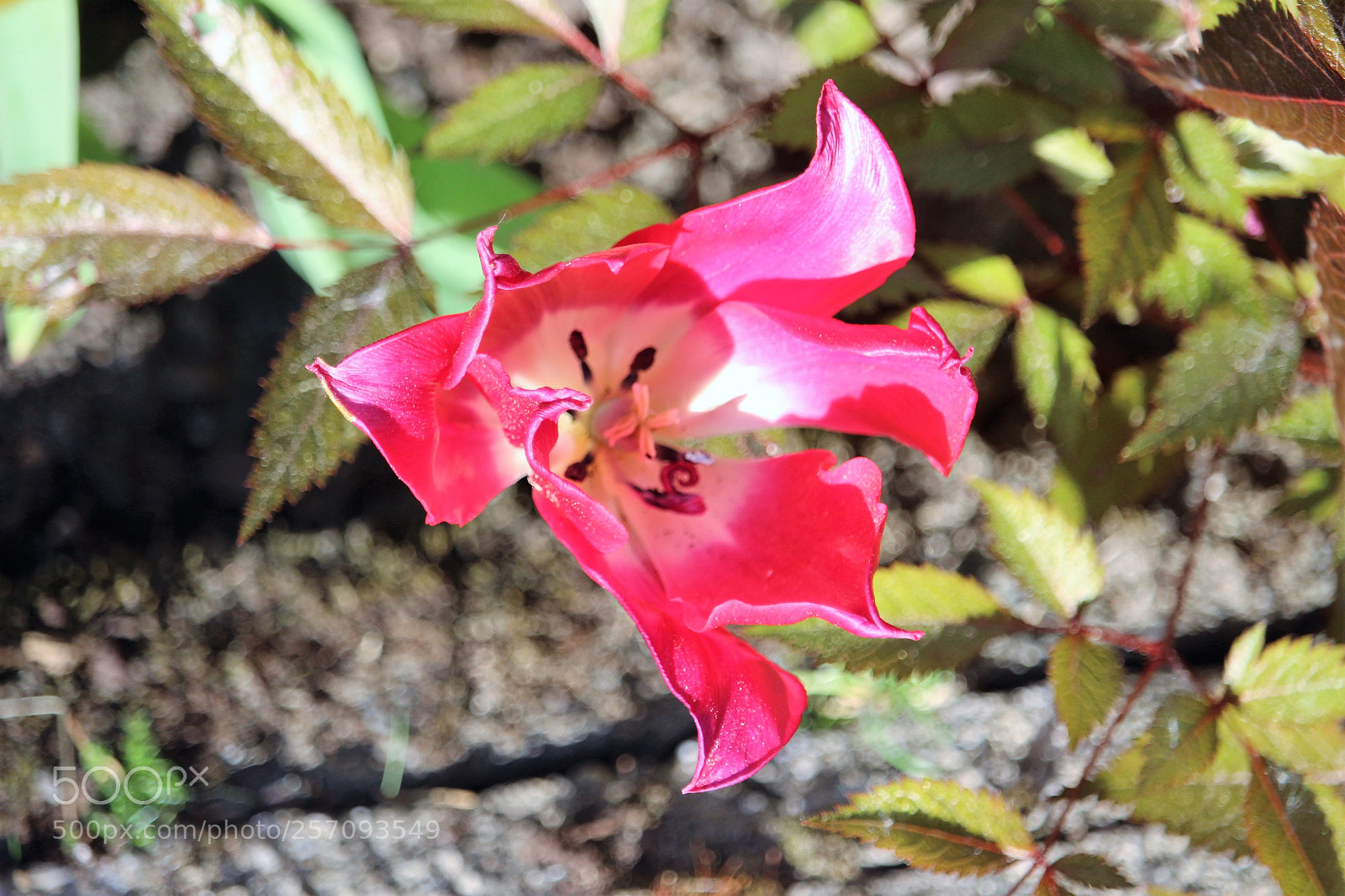 Canon EOS 700D (EOS Rebel T5i / EOS Kiss X7i) sample photo. Im vorgarten photography