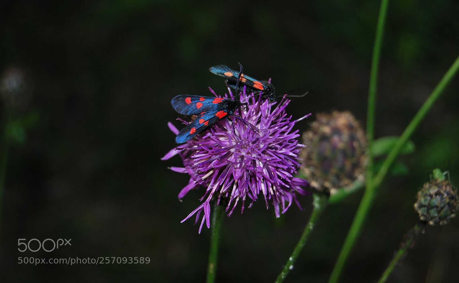 Nikon D60 sample photo. Version photography