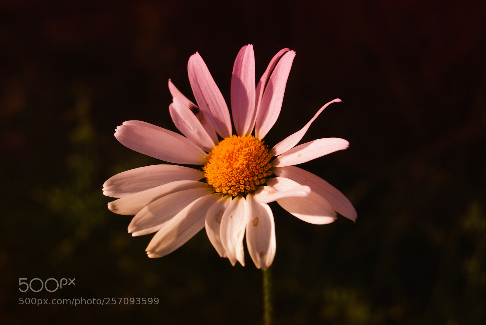 Nikon D60 sample photo. () photography