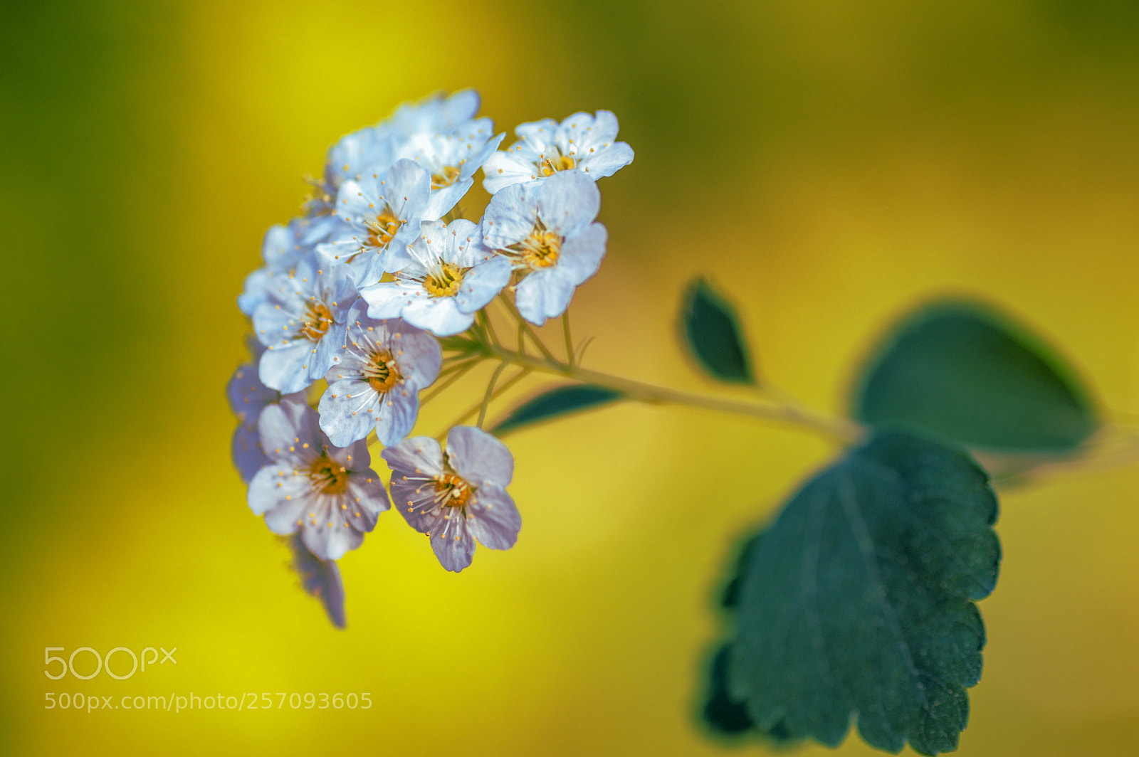 Nikon D3200 sample photo. Bush blossoms photography