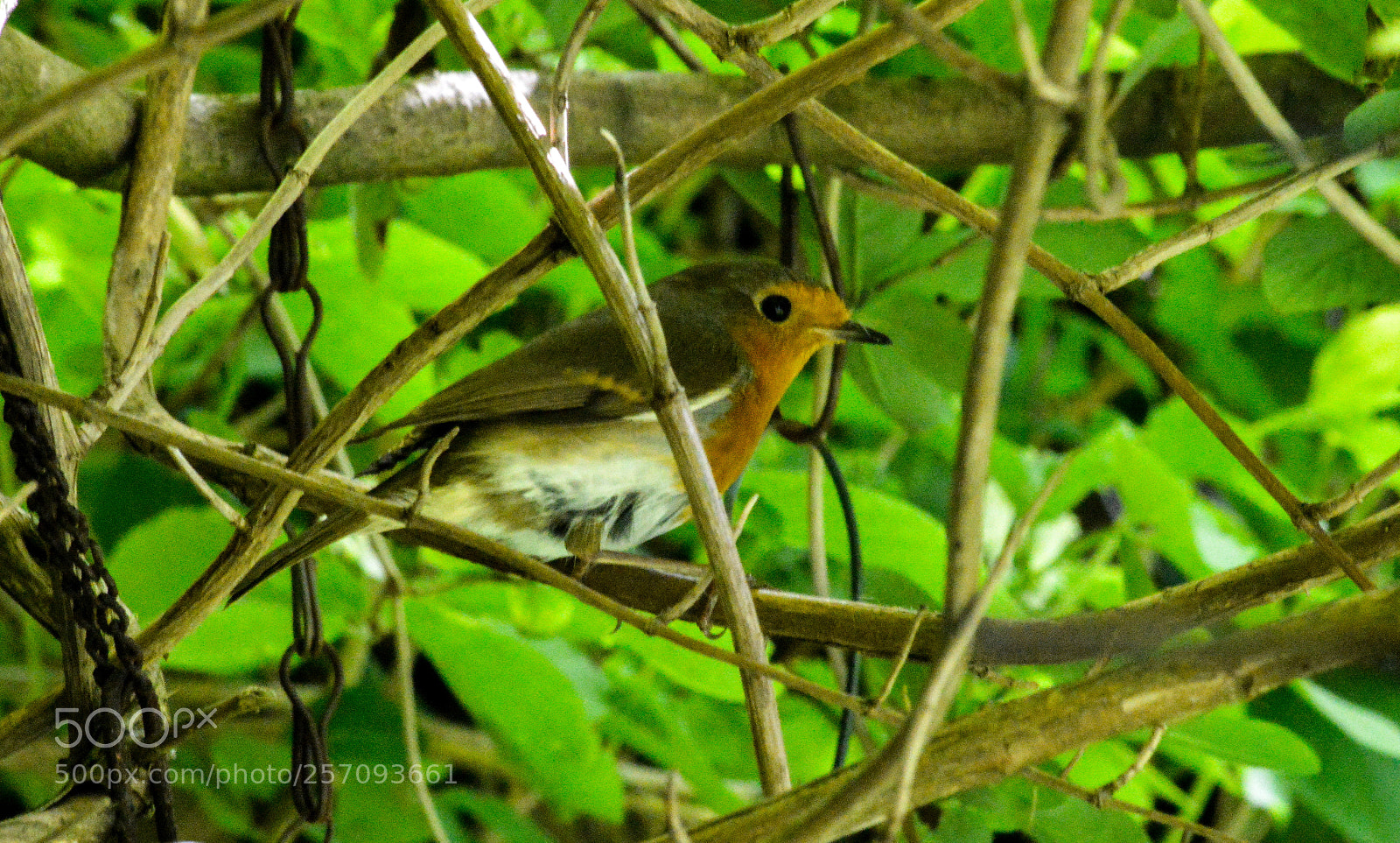 Nikon D3200 sample photo. Our robin photography