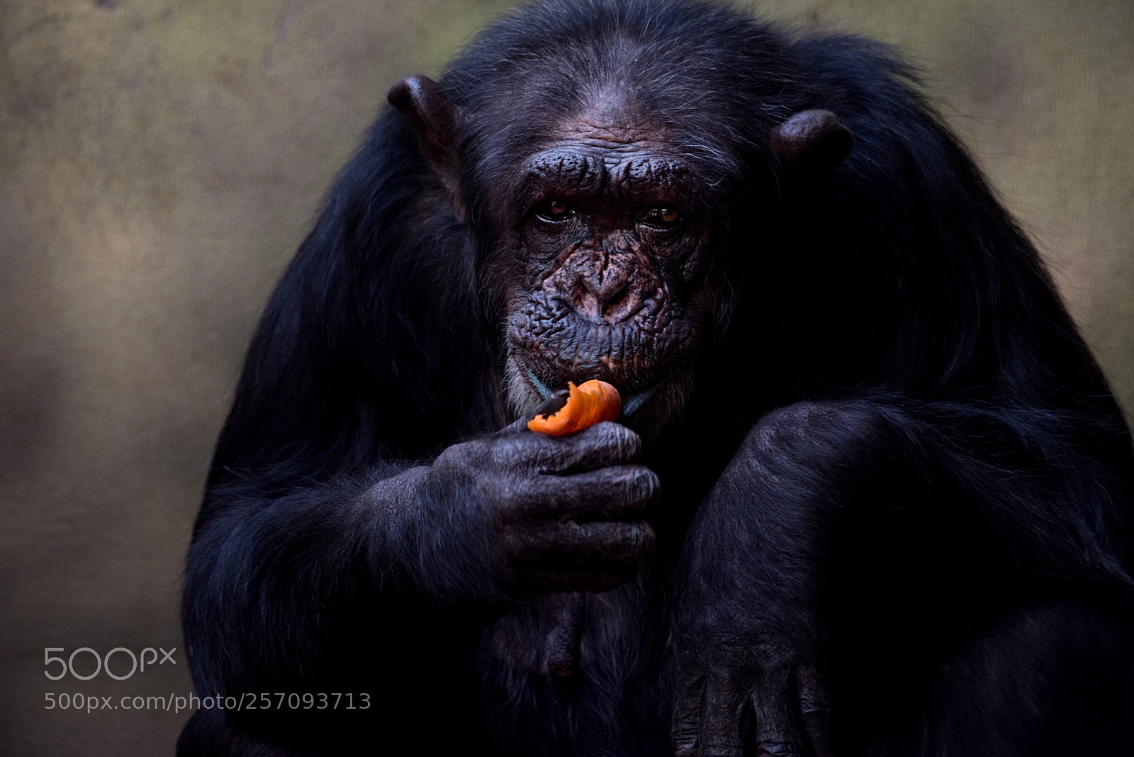 Nikon D750 sample photo. Chimpanzee photography