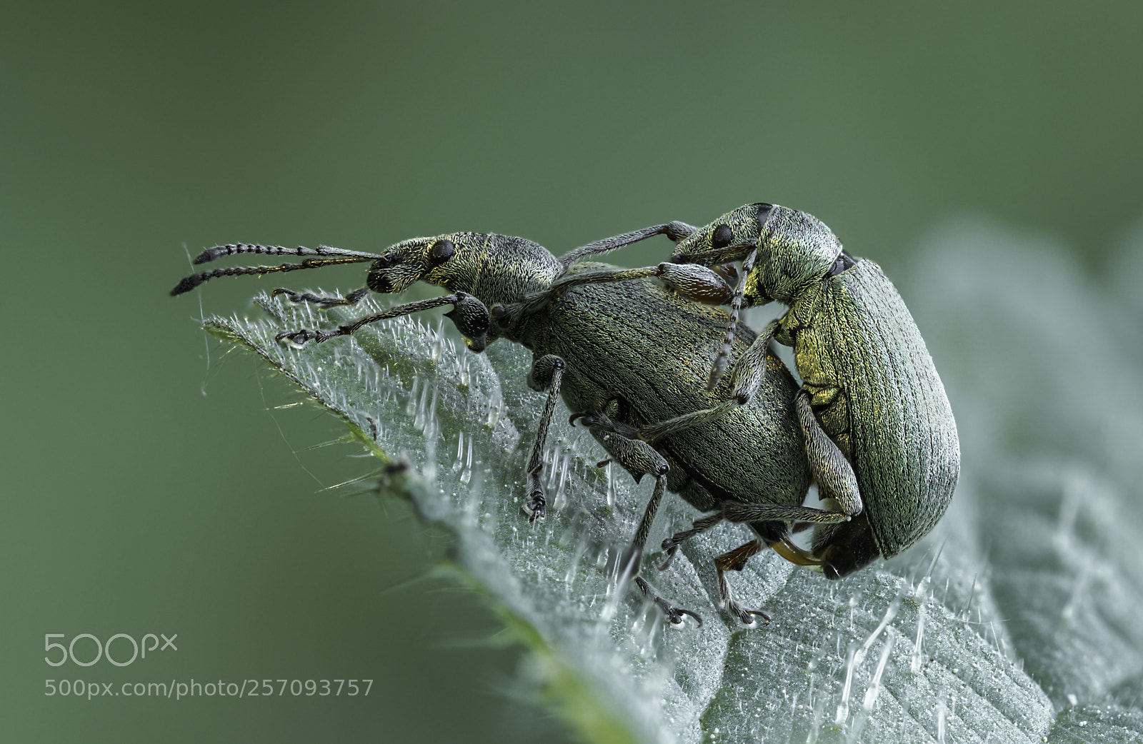 Olympus OM-D E-M1 Mark II sample photo. Curculionidae couple photography