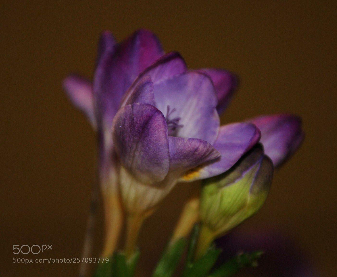 Nikon D60 sample photo. Version photography
