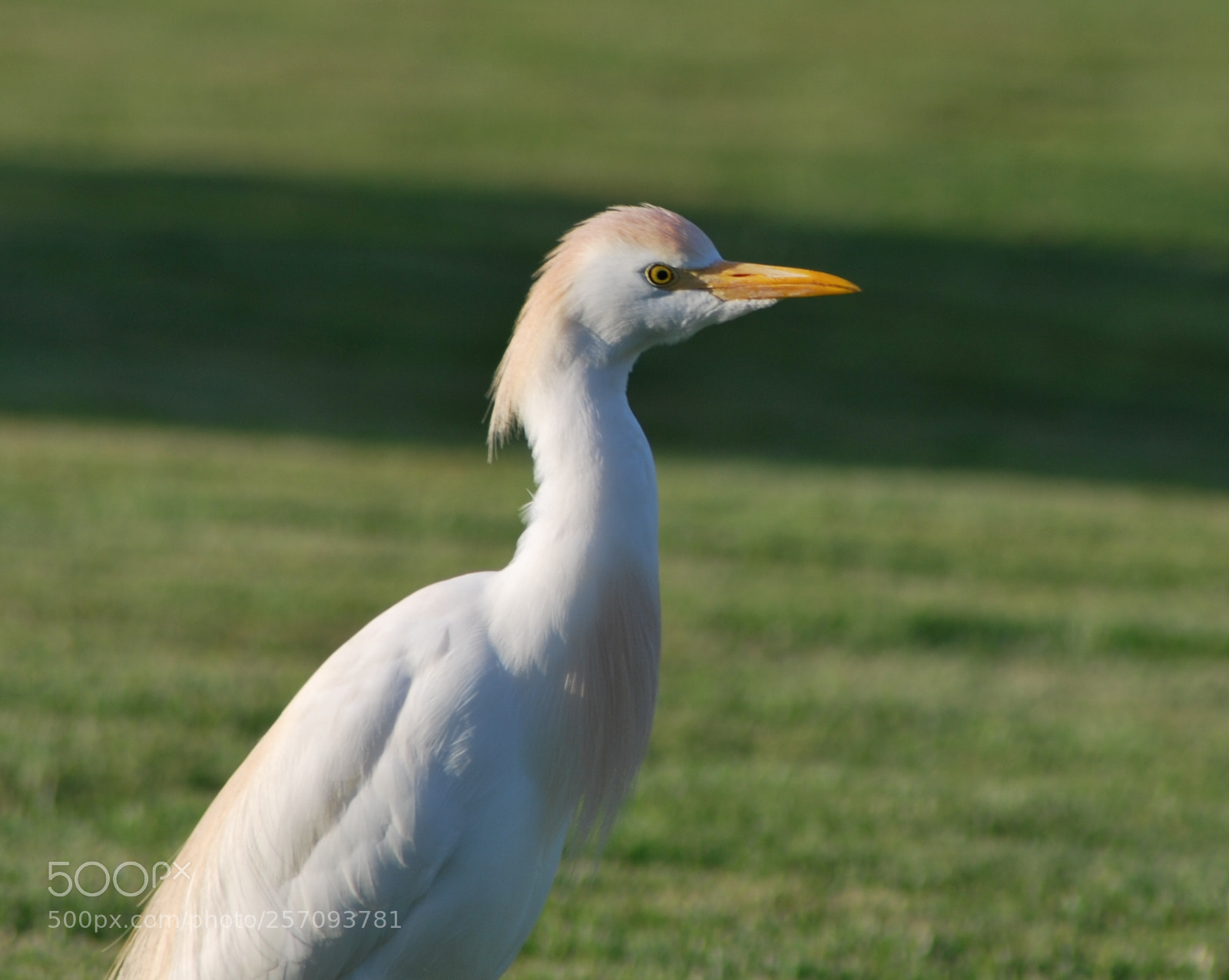 Nikon D60 sample photo. Version photography