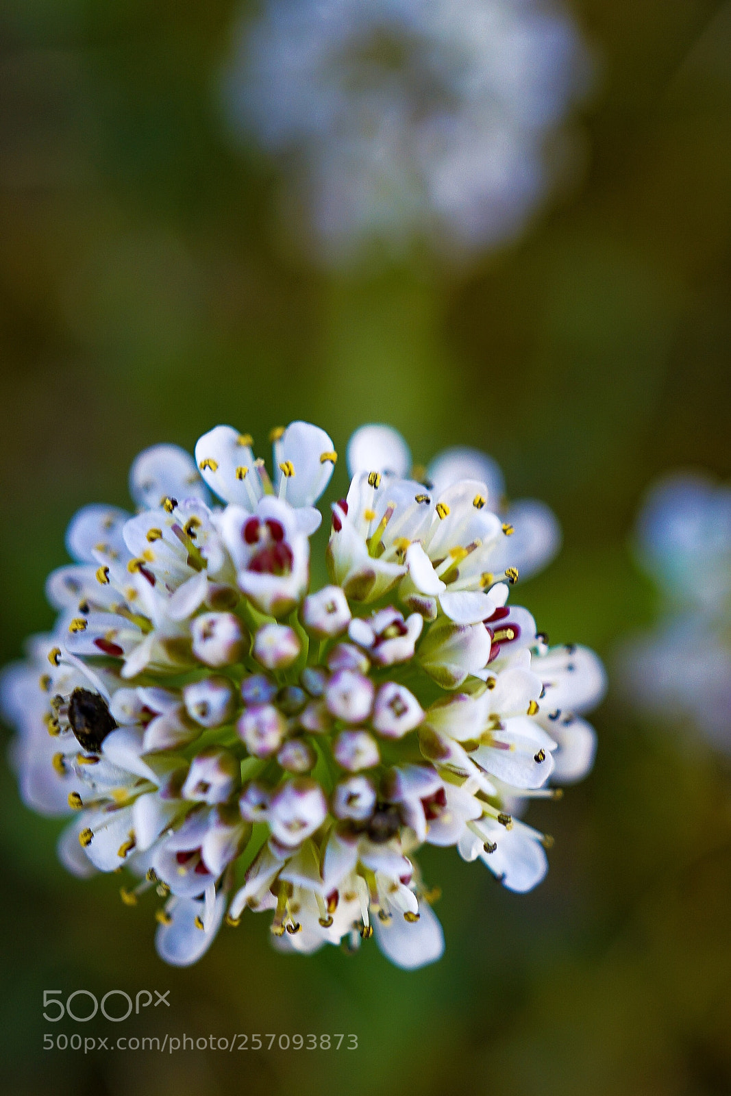 Sony a7 II sample photo. Spring in norway photography