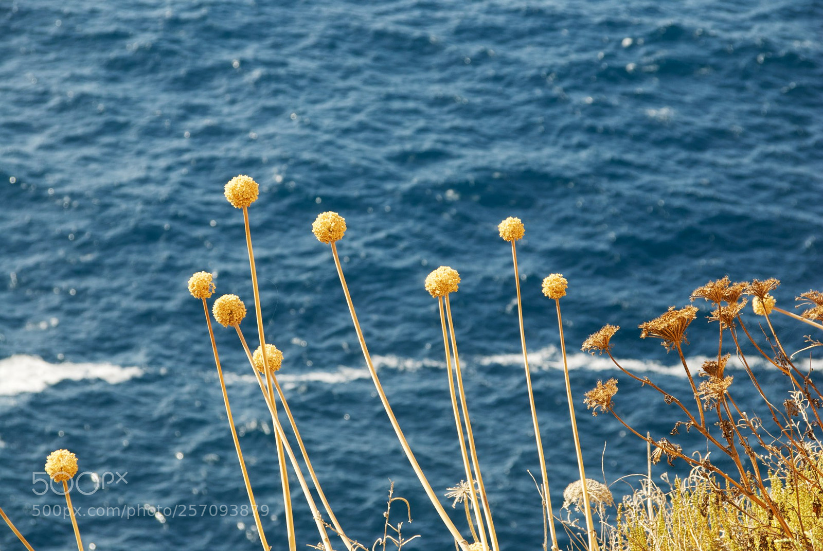 Nikon D60 sample photo. Version photography