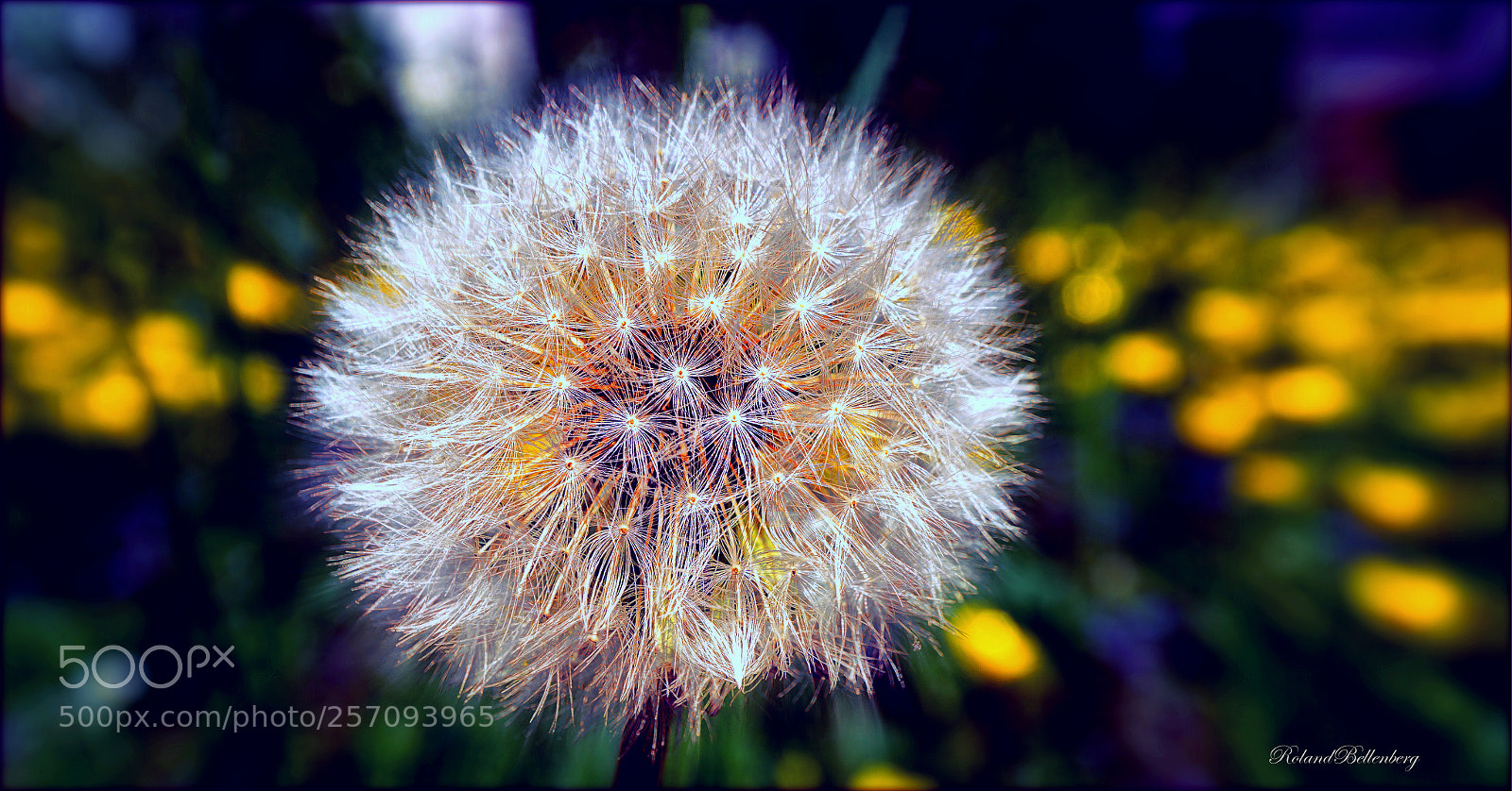 Sony a6000 sample photo. A star in my photography