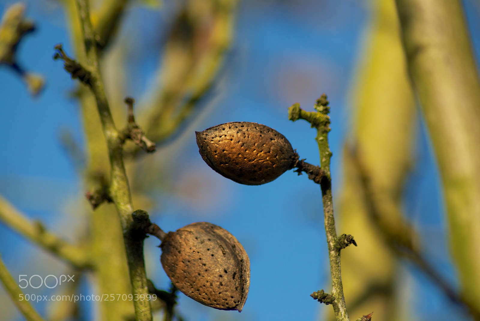 Nikon D60 sample photo. Version photography