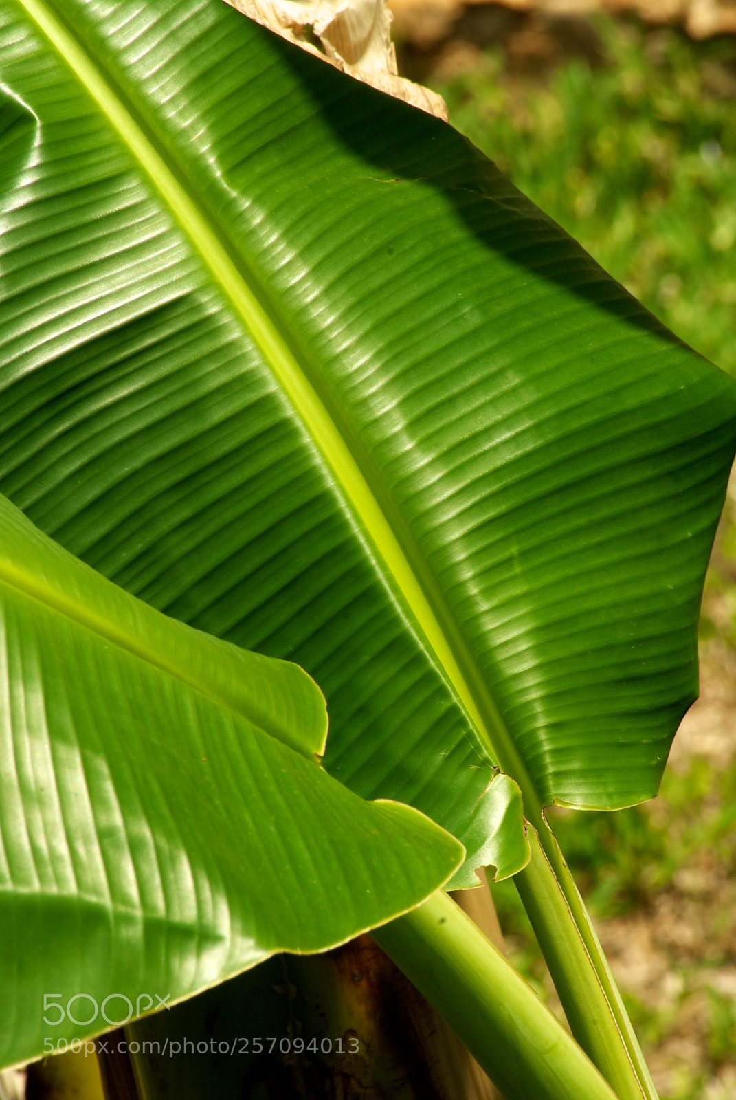 Nikon D60 sample photo. Version photography