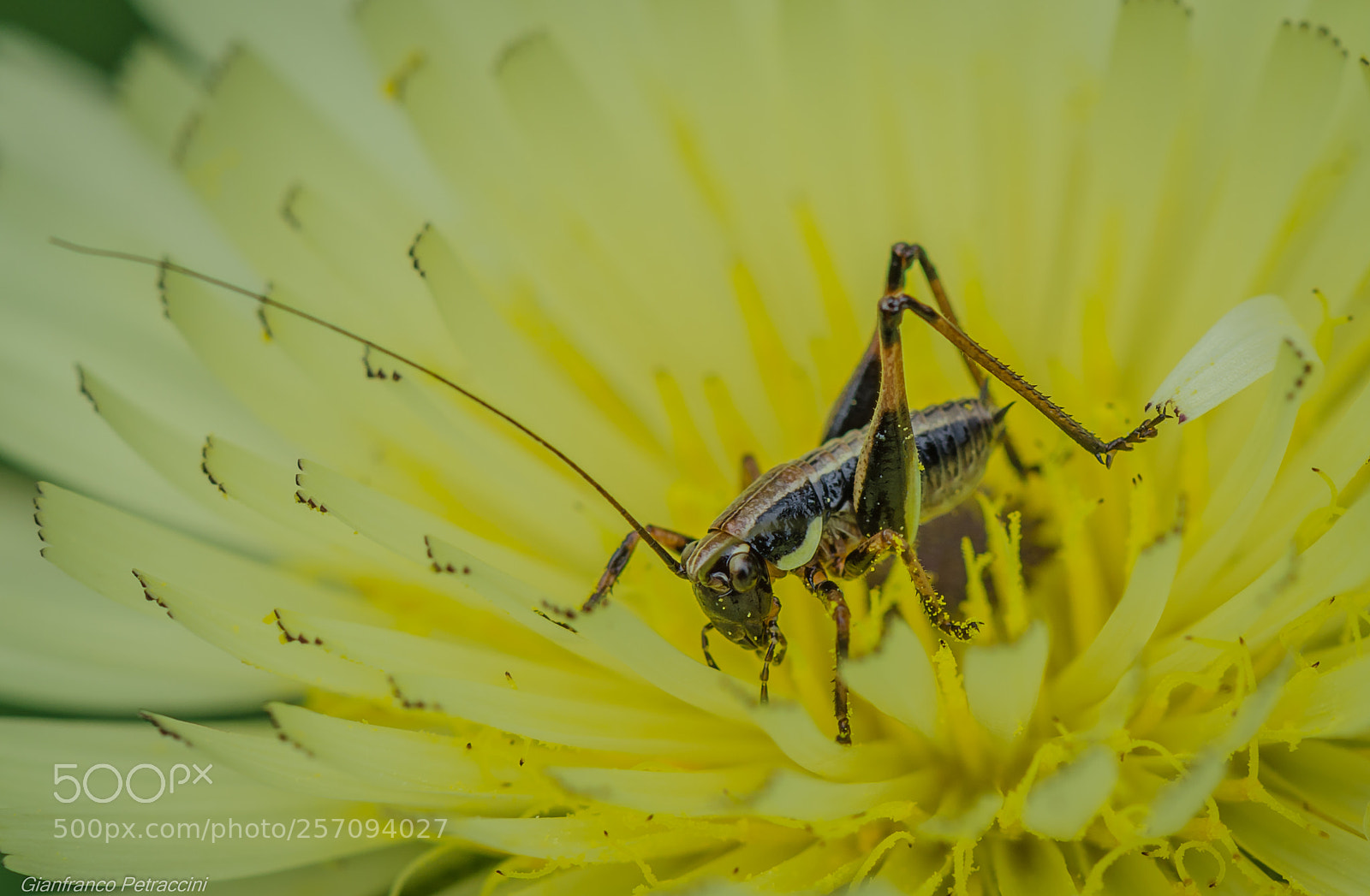 Nikon D7000 sample photo. Cricket photography