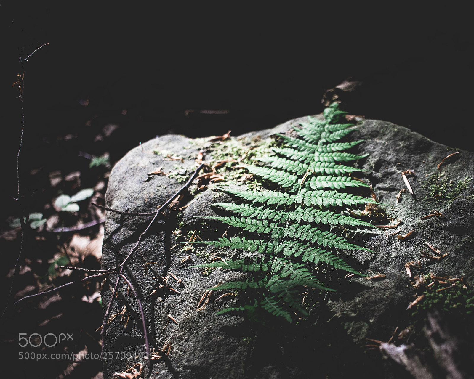 Canon EOS 80D sample photo. The fern in the photography