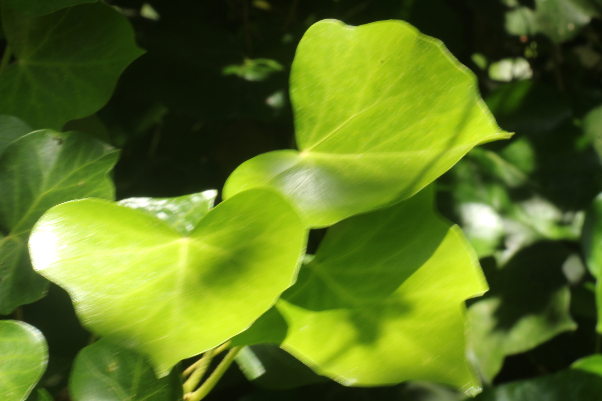 Canon EOS 700D (EOS Rebel T5i / EOS Kiss X7i) sample photo. Green ivy photography