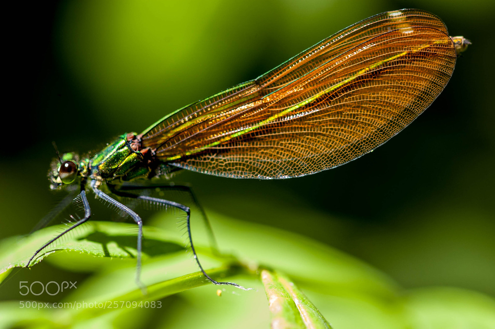 Nikon D50 sample photo. Demoiselle photography