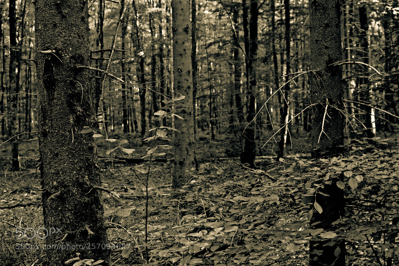 Nikon D3300 sample photo. Forest photography