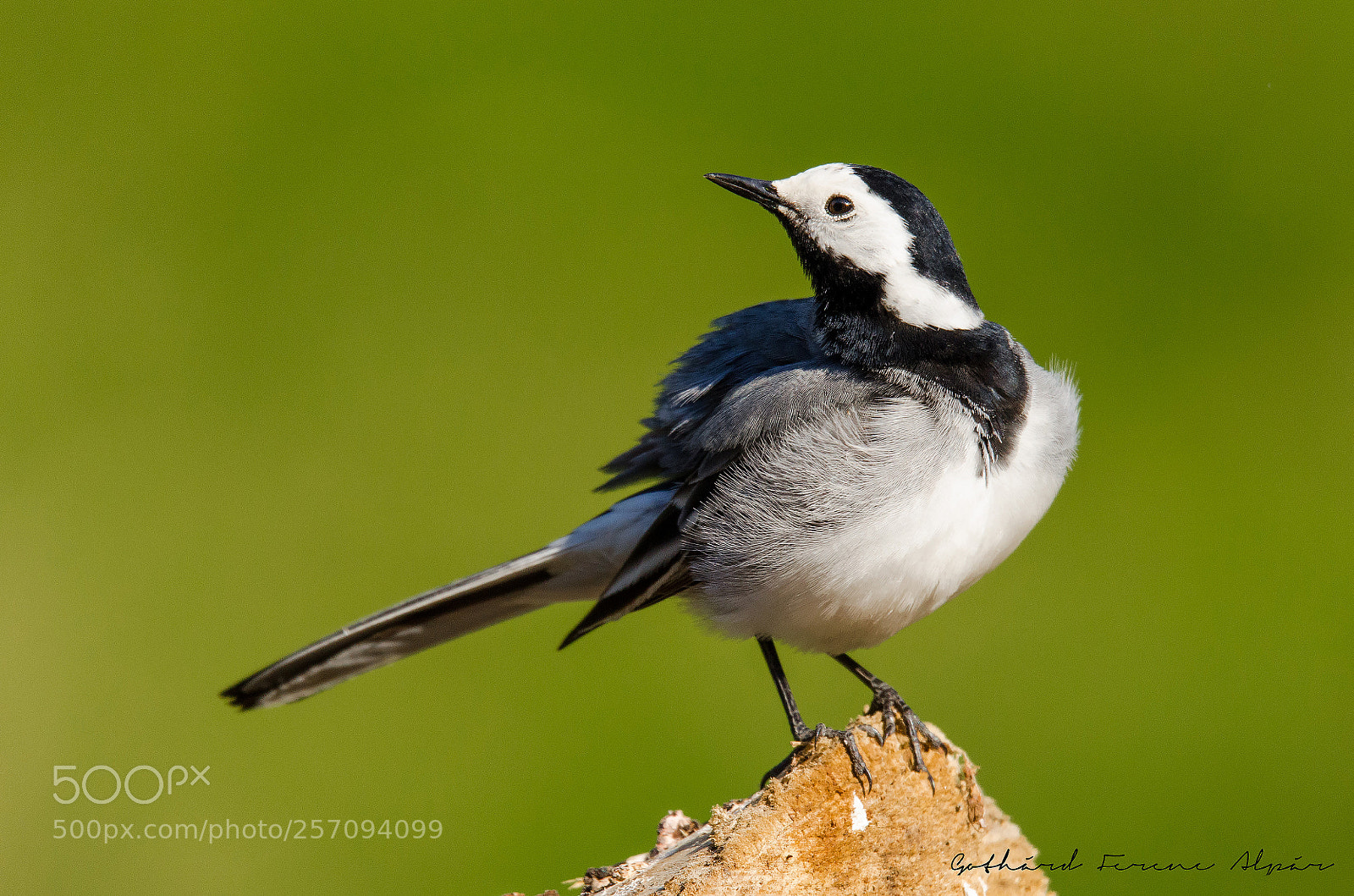 Nikon D7000 sample photo. White wagtail (motacilla alba) photography