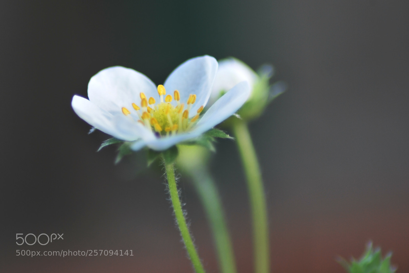 Nikon D60 sample photo. Version photography