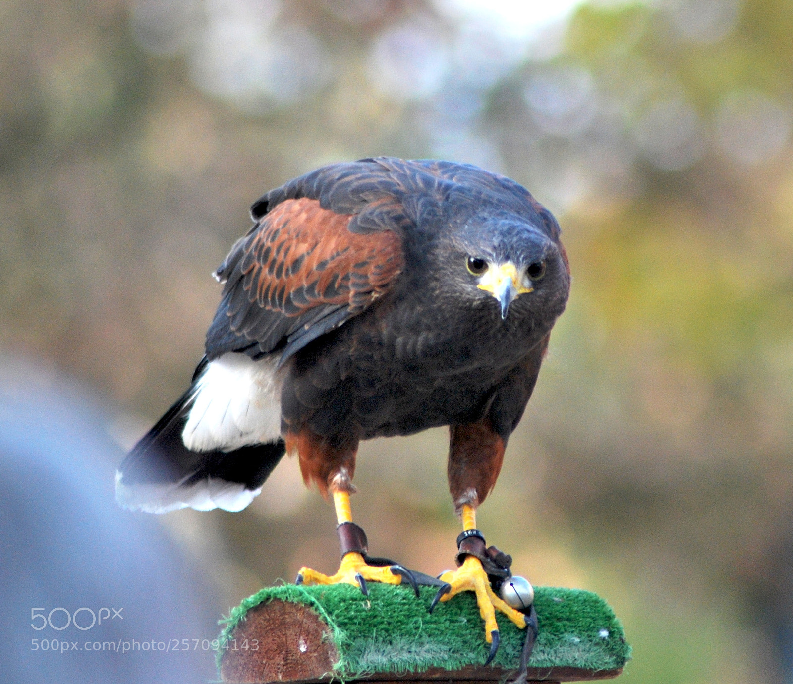 Nikon D60 sample photo. Version photography
