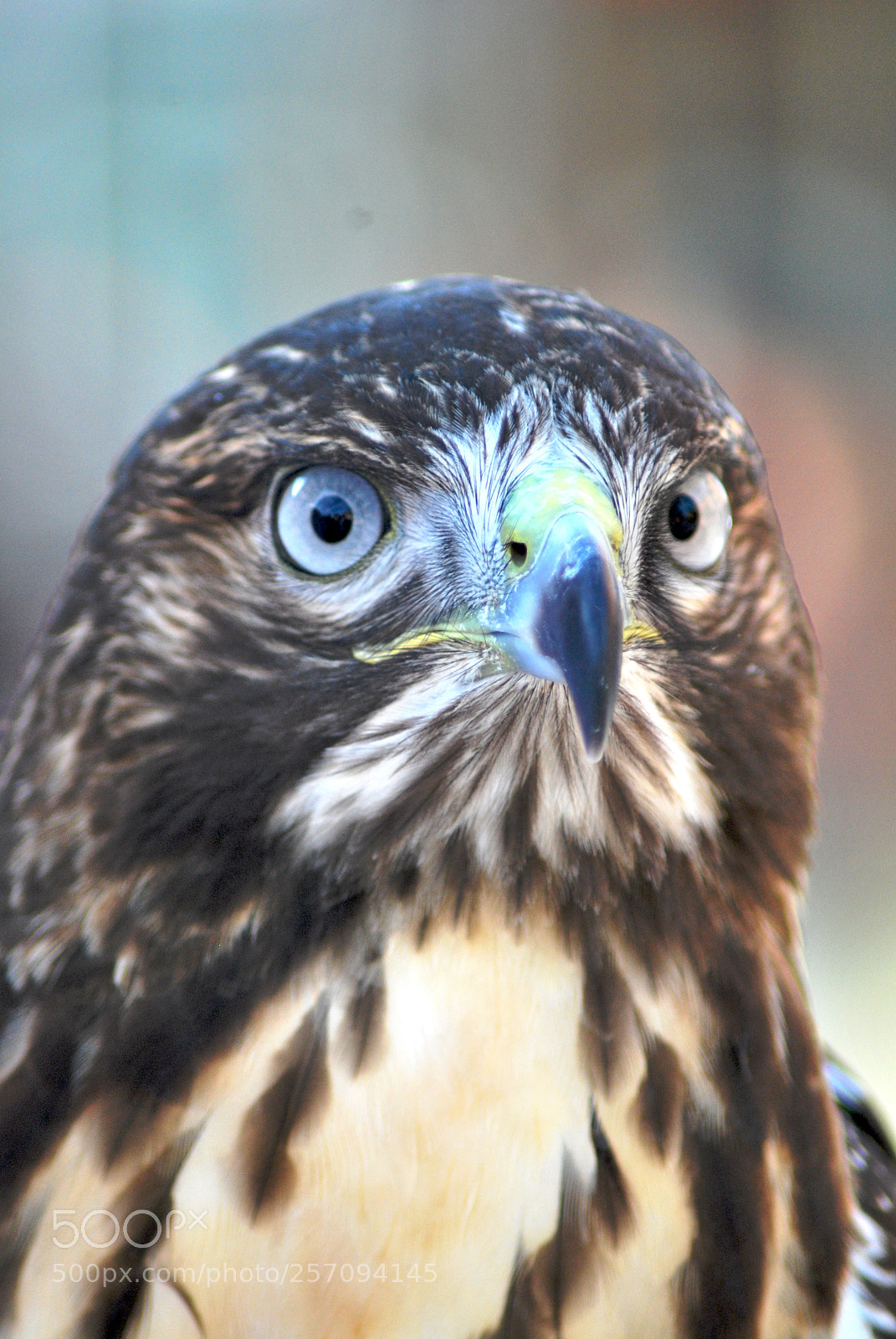 Nikon D60 sample photo. Version photography