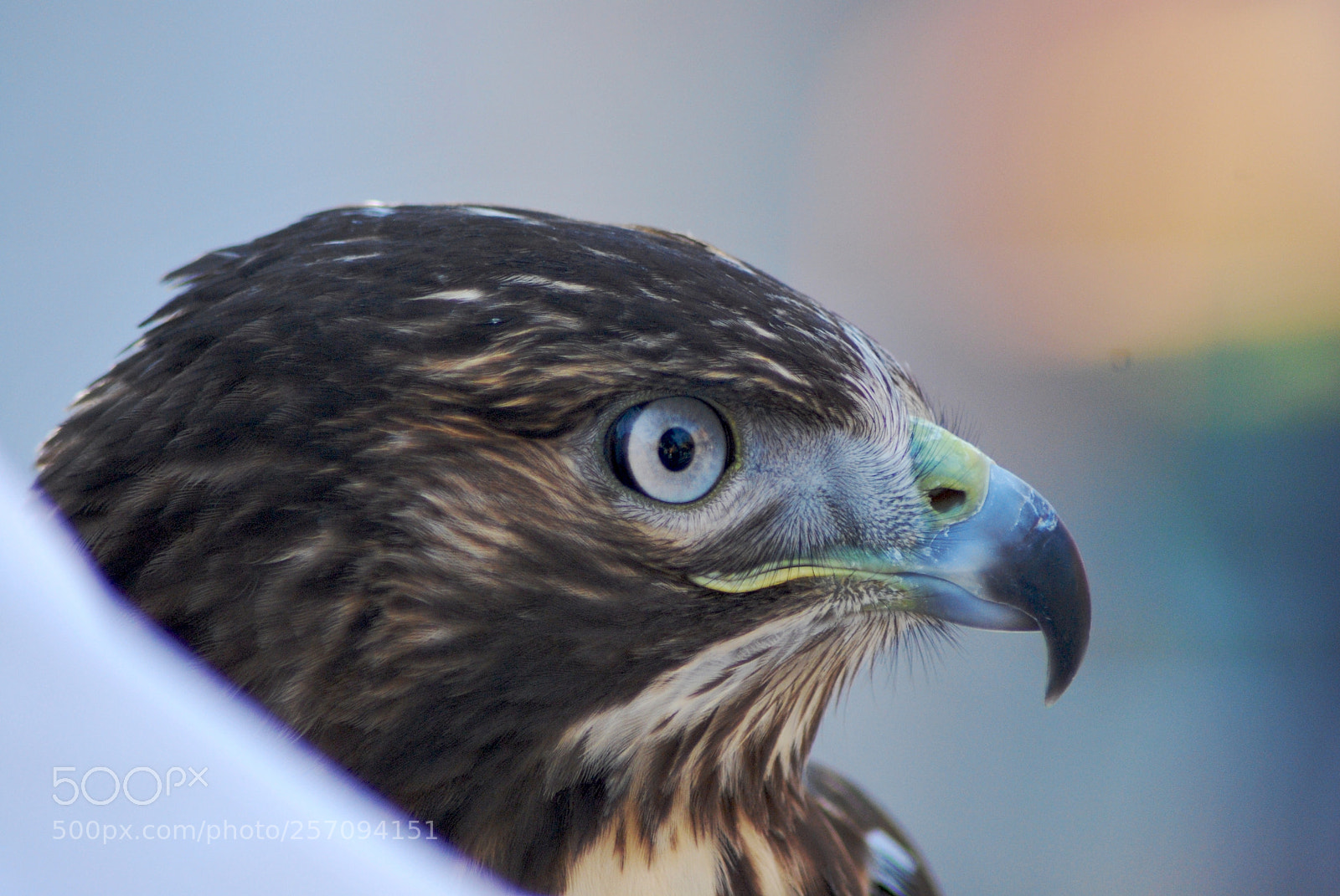 Nikon D60 sample photo. Version photography