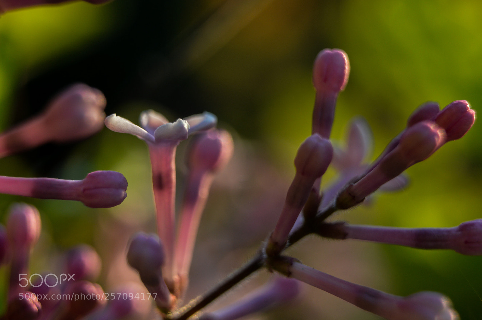 Nikon D3200 sample photo. Dwarf lilac photography