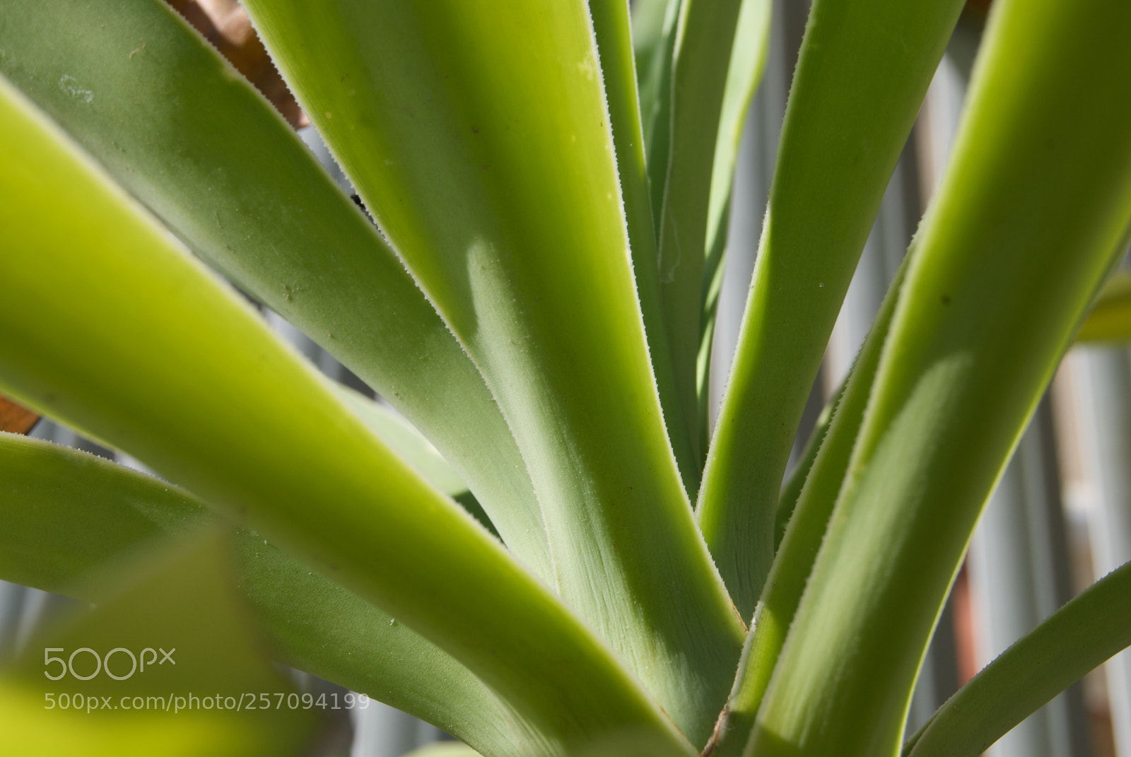Nikon D60 sample photo. Green cross photography
