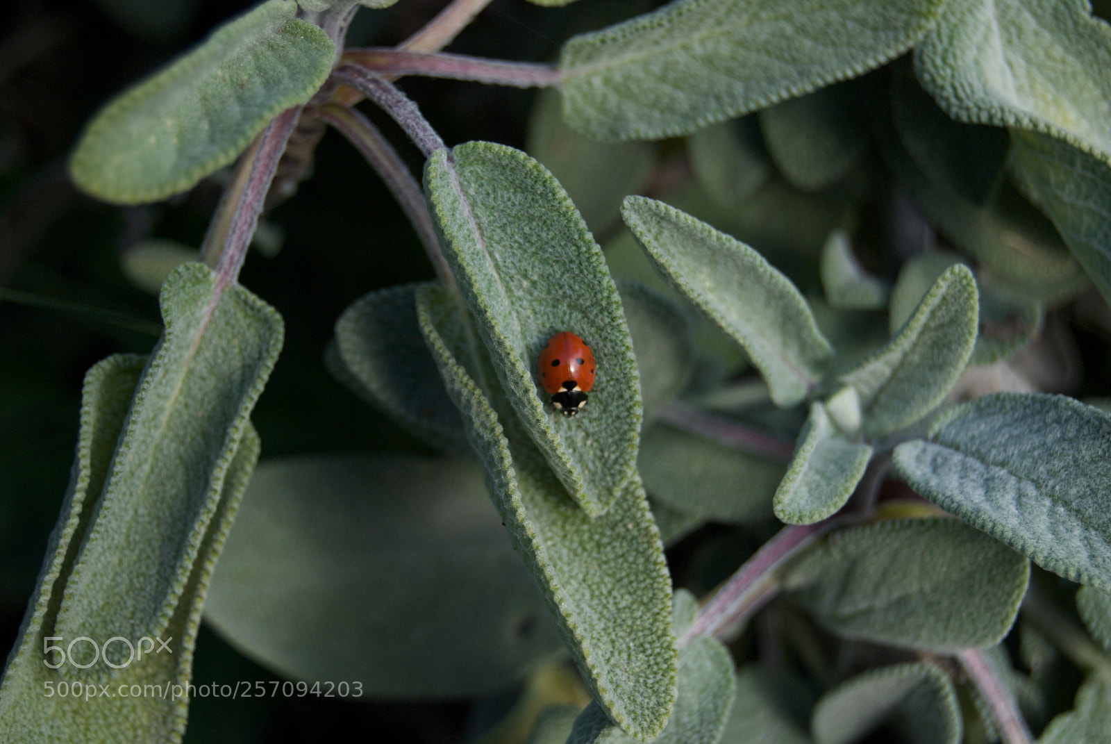 Nikon D60 sample photo. Ladybird walking on sage photography