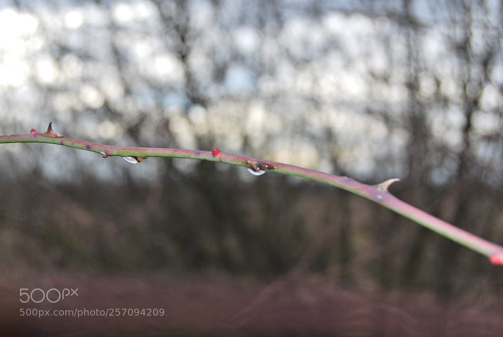 Nikon D60 sample photo. Photo (t) photography