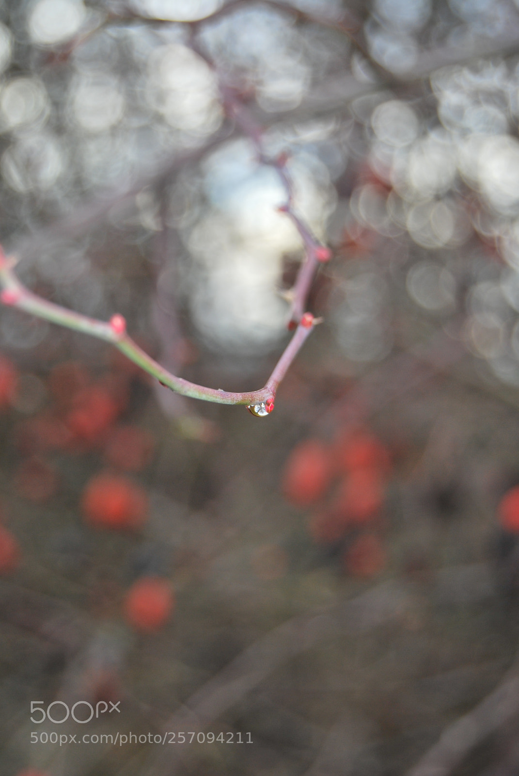 Nikon D60 sample photo. Photo (t) photography