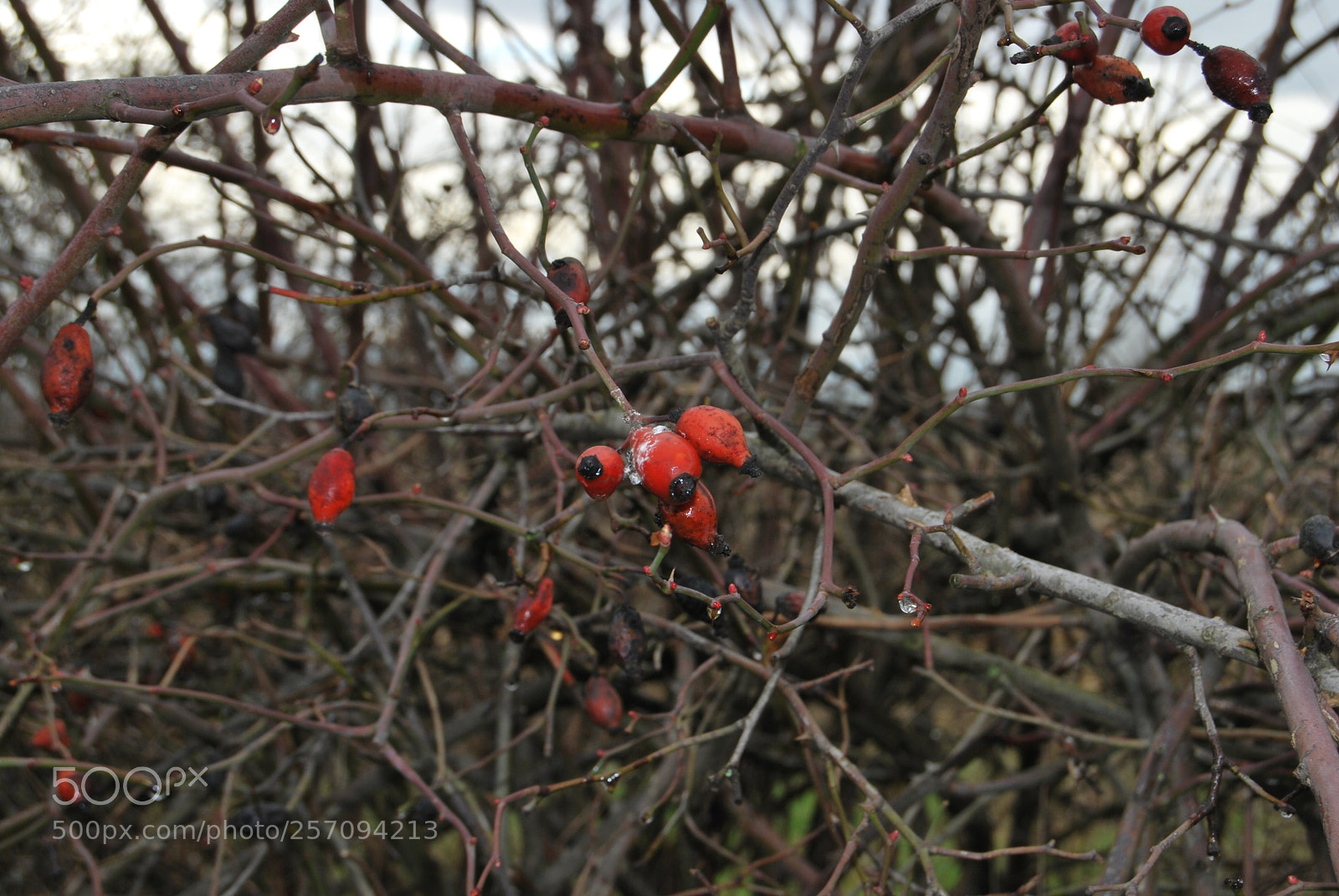 Nikon D60 sample photo. Photo (t) photography