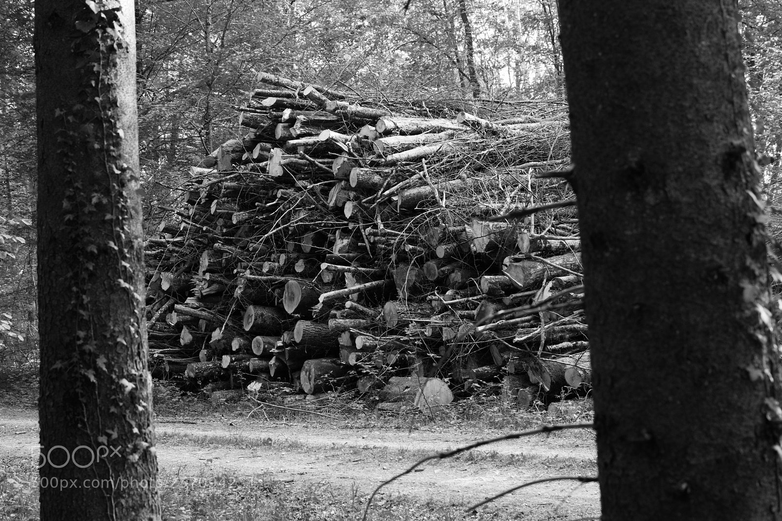 Nikon D3300 sample photo. Wood pile photography