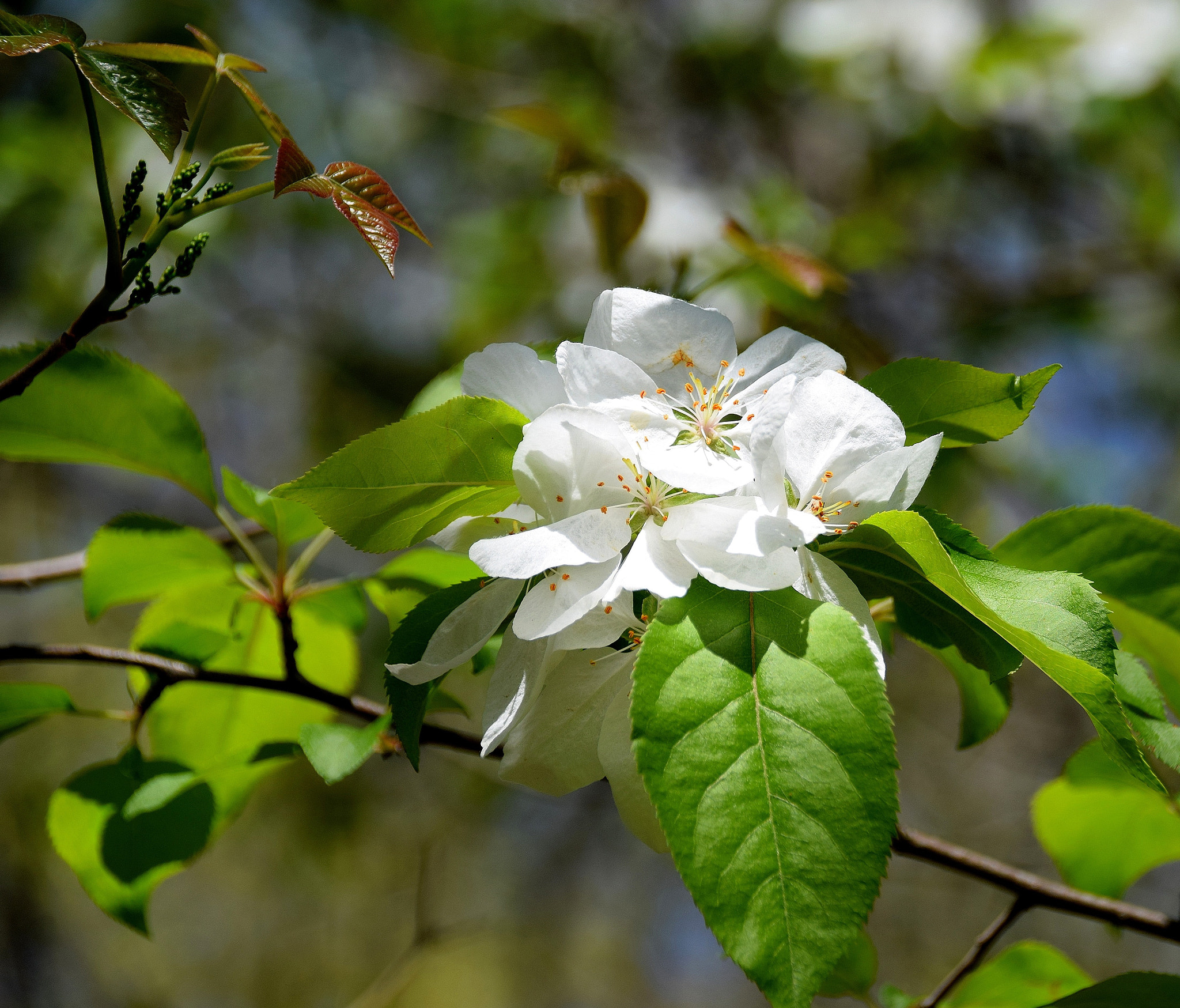 Nikon D5300 + Sigma 18-250mm F3.5-6.3 DC Macro OS HSM sample photo. The spirit of spring photography