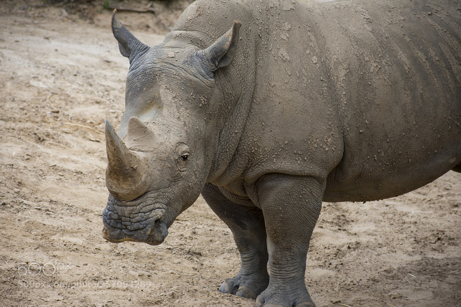 Nikon D3400 sample photo. Northern white rhinoceros photography