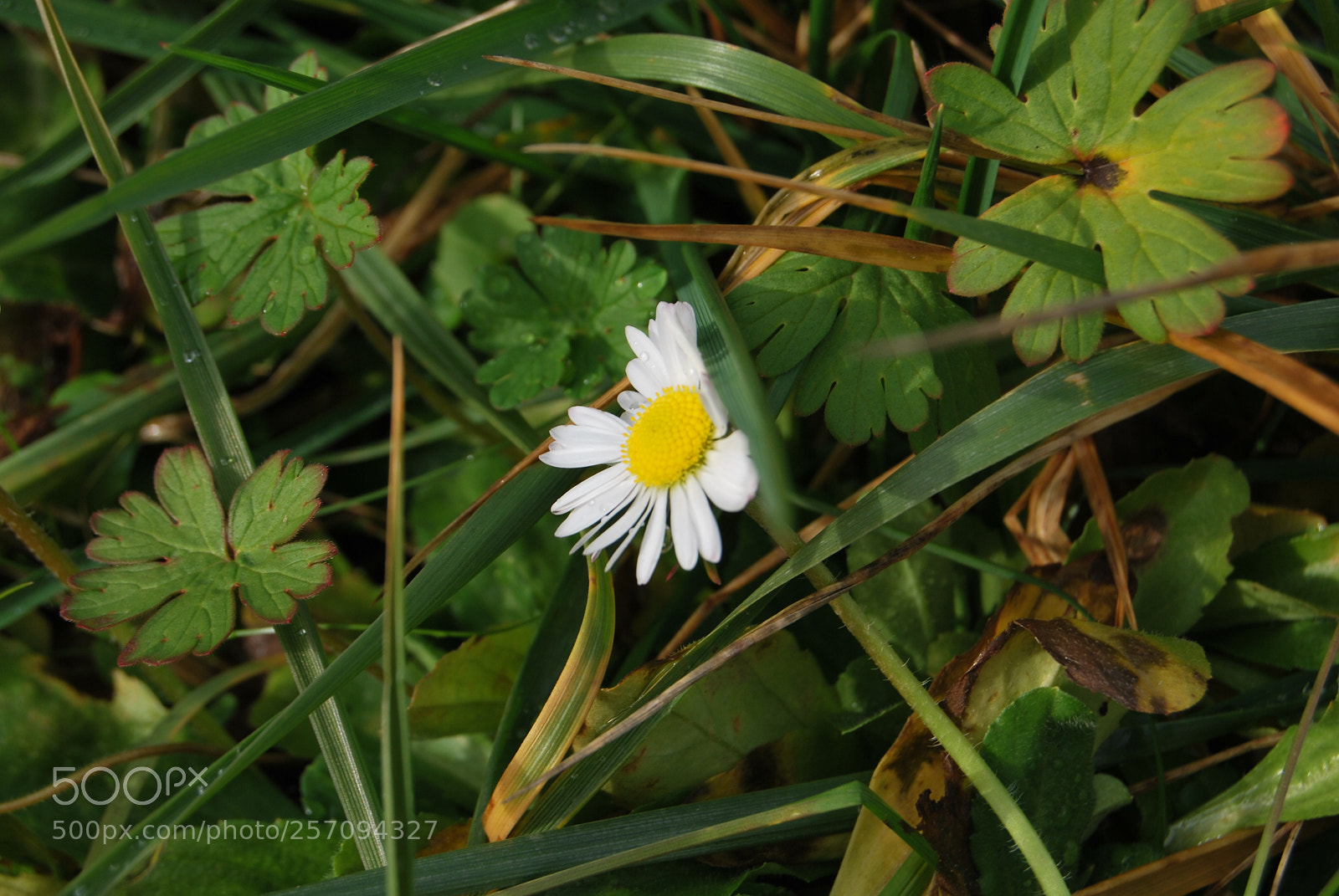 Nikon D60 sample photo. Photo (t) photography