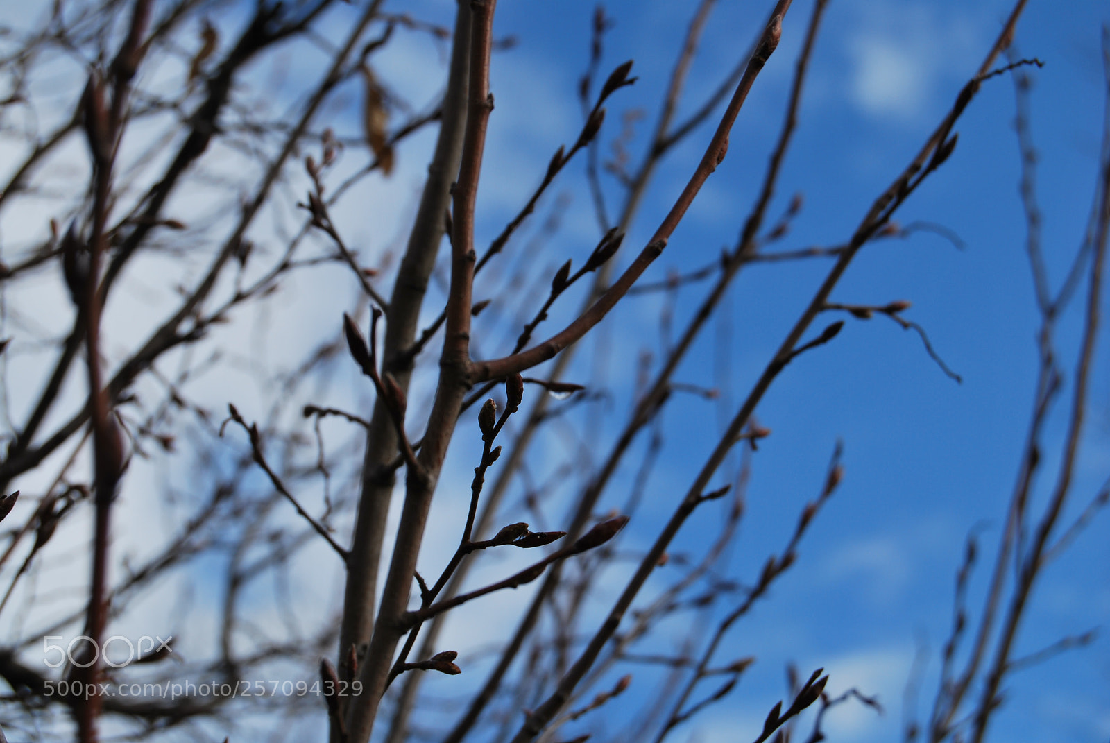 Nikon D60 sample photo. Photo (t) photography