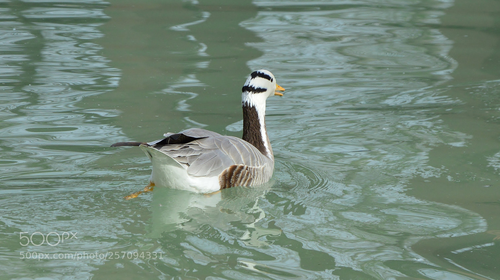 Nikon D3200 sample photo. Goose photography