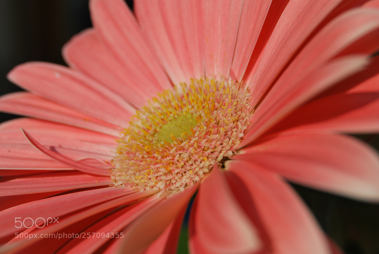 Nikon D60 sample photo. Photo (t) photography