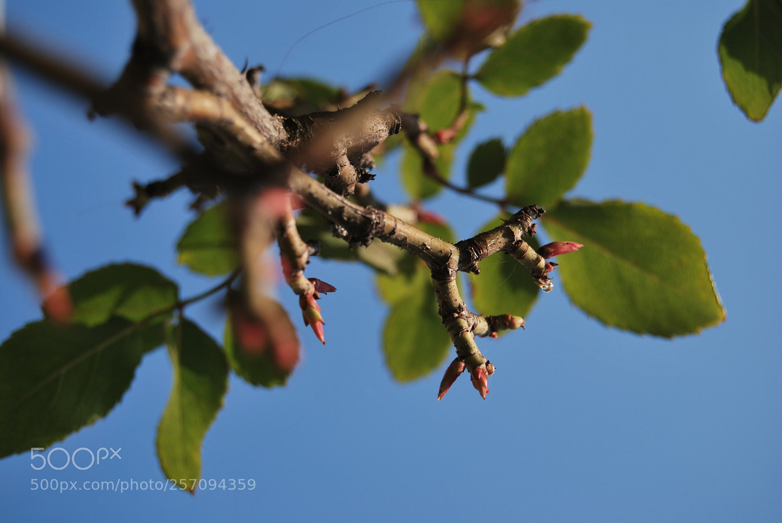 Nikon D60 sample photo. Photo (t) photography