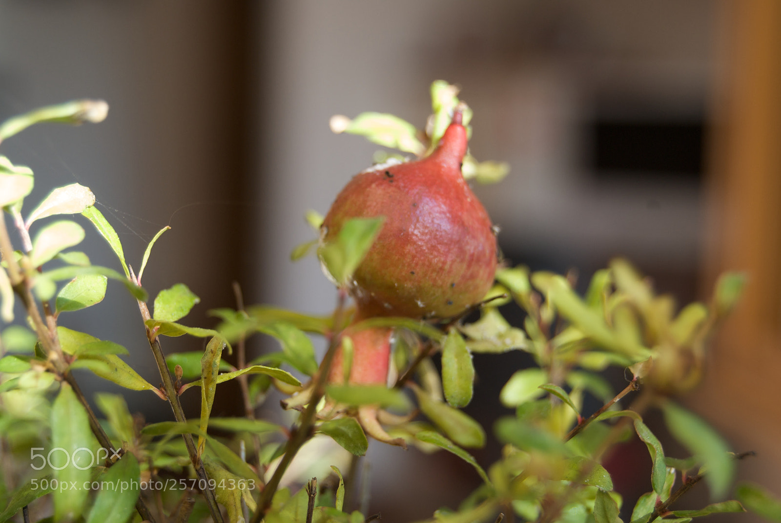 Nikon D60 sample photo. Pomegranate bonsai photography