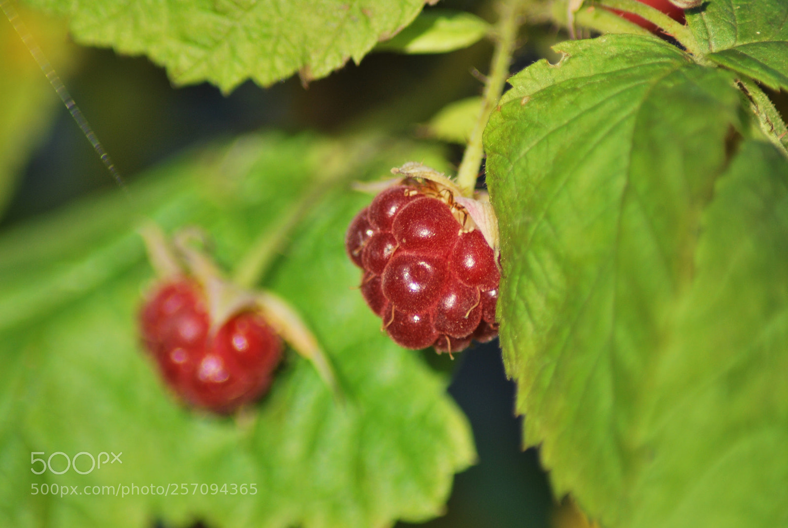 Nikon D60 sample photo. Raspberry photography