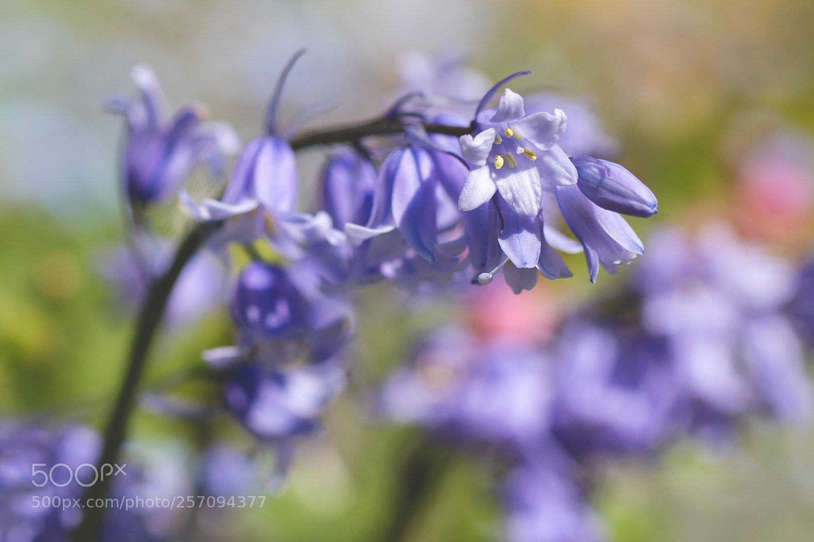 Canon EOS 70D sample photo. Sunny bluebells photography