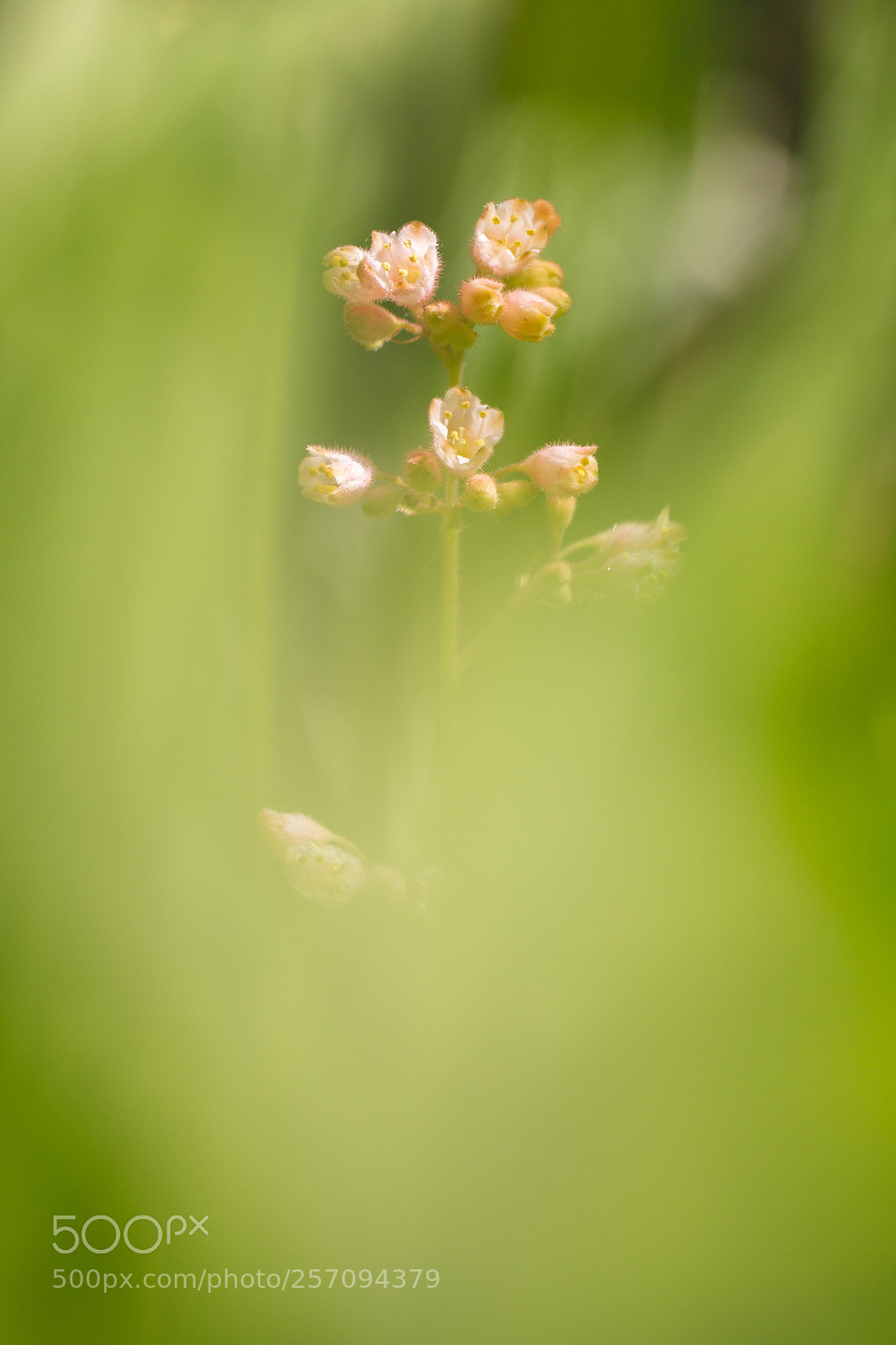 Canon EOS 70D sample photo. Dainty bells photography