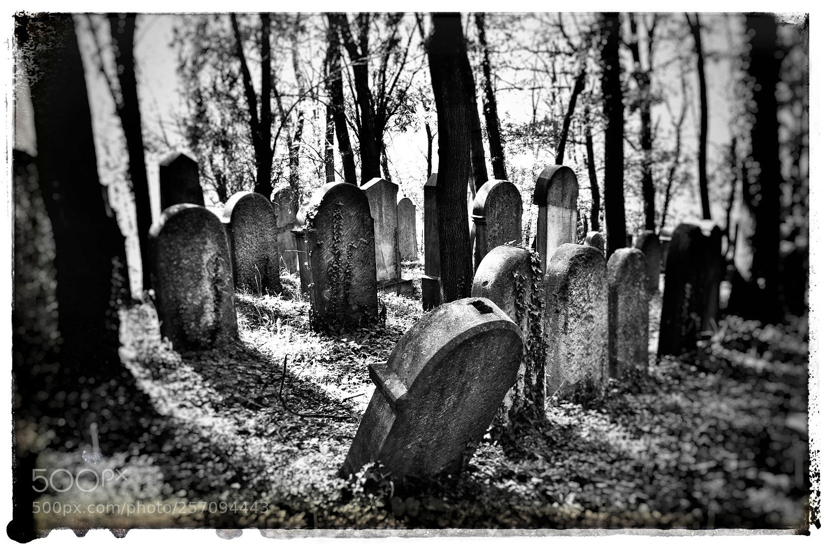 Nikon D5600 sample photo. Forgotten cemetery photography
