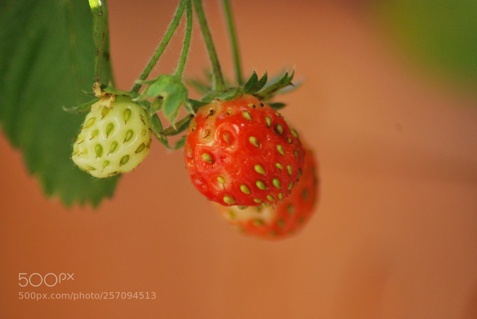Nikon D60 sample photo. Unripe strawberry photography