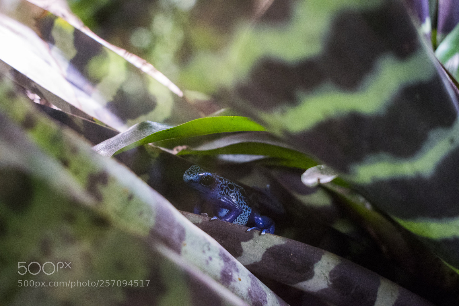 Nikon D5300 sample photo. Frog photography