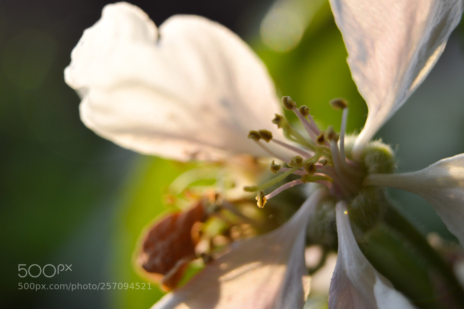 Nikon D3200 sample photo. Apple blossom photography