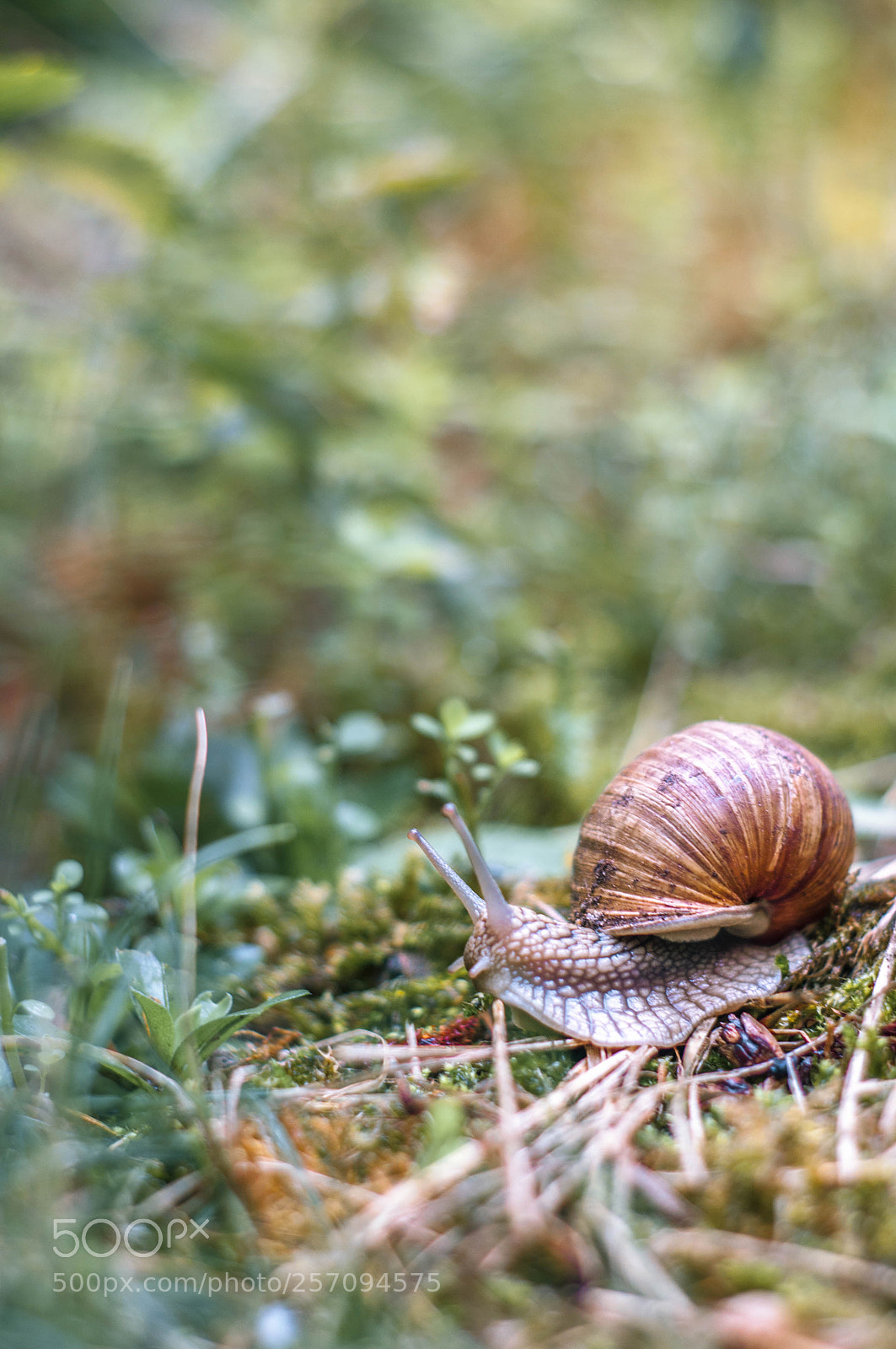 Nikon D90 sample photo. In my garden photography