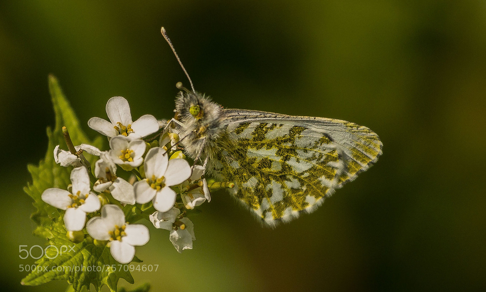 Canon EOS 70D sample photo. Orange tip female photography