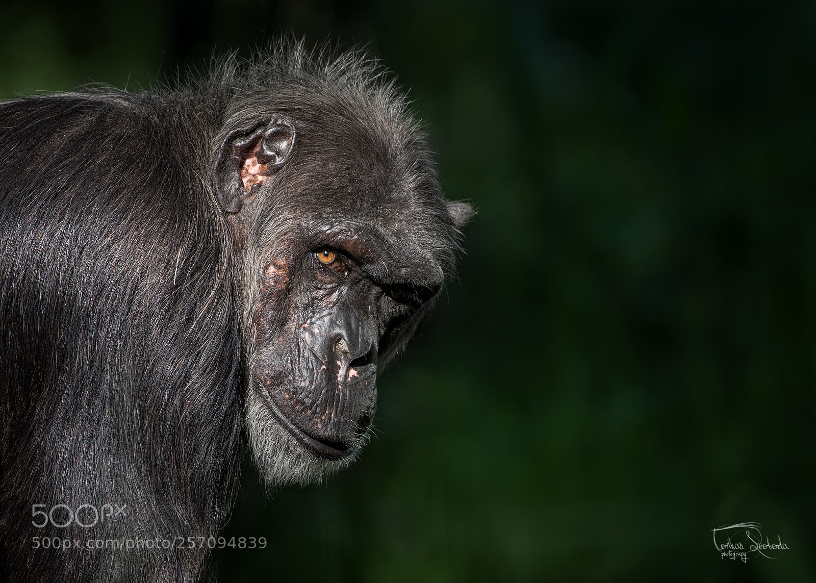 Nikon D750 sample photo. The common chimpanzee pan photography